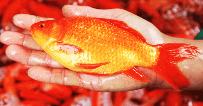mơ thấy cá chép đỏ