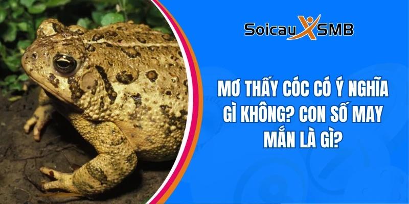 mơ thấy cóc