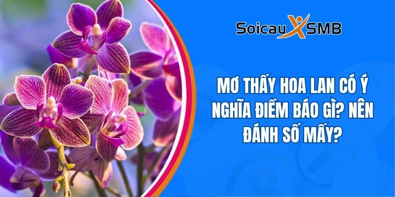Mơ thấy hoa lan
