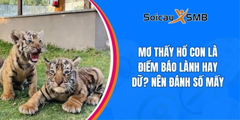 Nằm mơ thấy hổ con