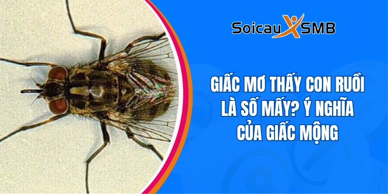 Giấc mơ thấy con ruồi là số mấy? Ý nghĩa của giấc mộng