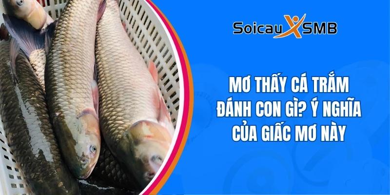 Mơ thấy cá trắm đánh con gì? Ý nghĩa của giấc mơ này
