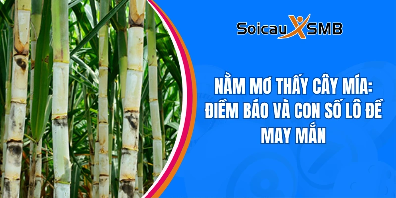 Nằm mơ thấy cây mía: Điềm báo và con số lô đề may mắn