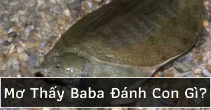 Mơ thấy ba ba đánh con gì? Giải mã bí mật giấc mơ