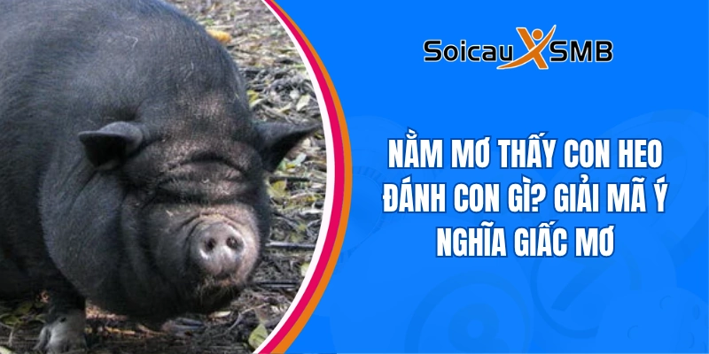 Nằm mơ thấy con heo đánh con gì? Giải mã ý nghĩa giấc mơ