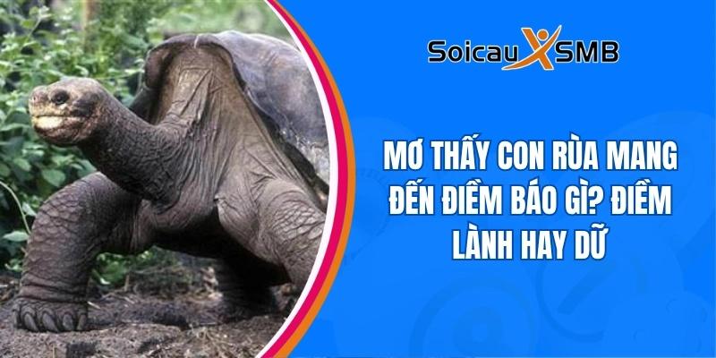 Mơ thấy con rùa mang đến điềm báo gì? Điềm lành hay dữ