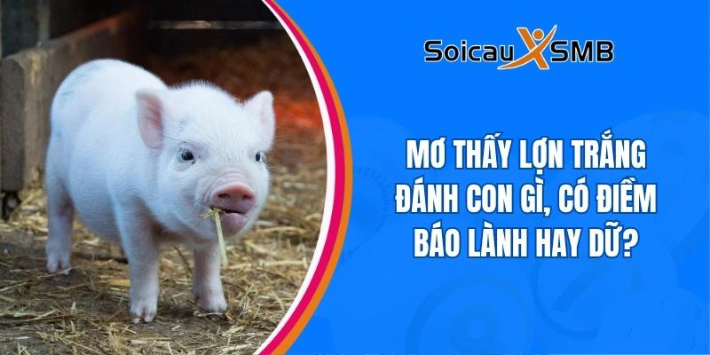 Mơ thấy lợn trắng đánh con gì, có điềm báo lành hay dữ?