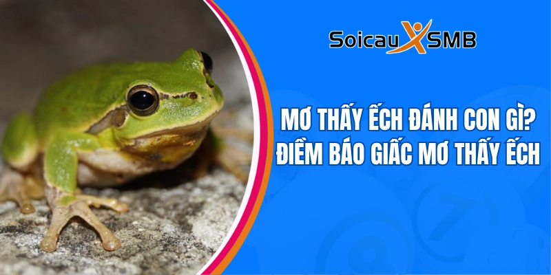 Mơ thấy ếch đánh con gì? Điềm báo giấc mơ thấy ếch