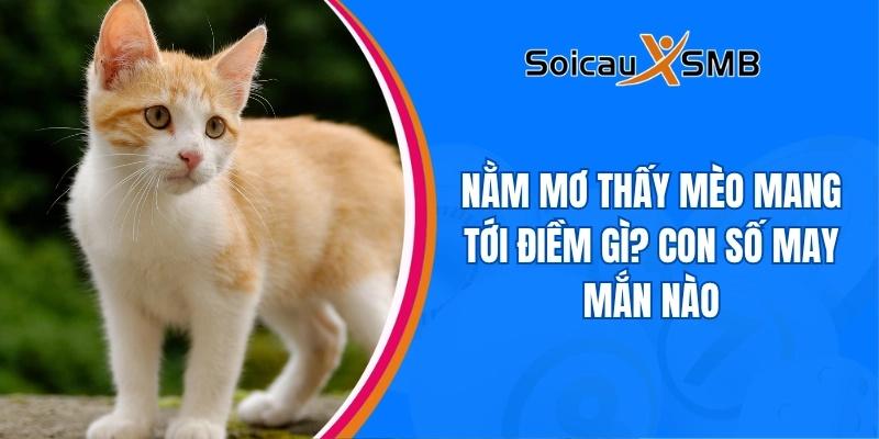Nằm mơ thấy mèo mang tới điềm gì? Con số may mắn nào
