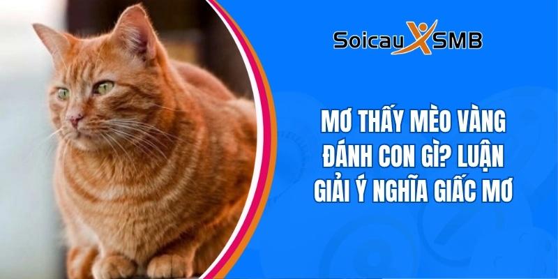 Mơ thấy mèo vàng đánh con gì? Luận giải ý nghĩa giấc mơ
