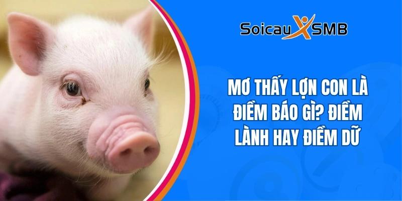 Mơ thấy lợn con là điềm báo gì? Điềm lành hay điềm dữ