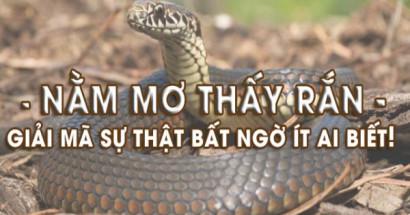 Giải mã giấc mơ về Rắn - Mơ thấy rắn nên đánh con gì?