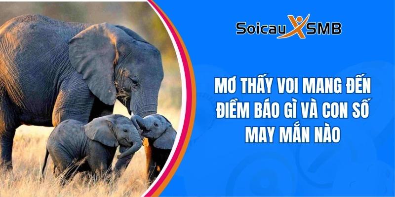 Mơ thấy voi mang đến điềm báo gì và con số may mắn nào