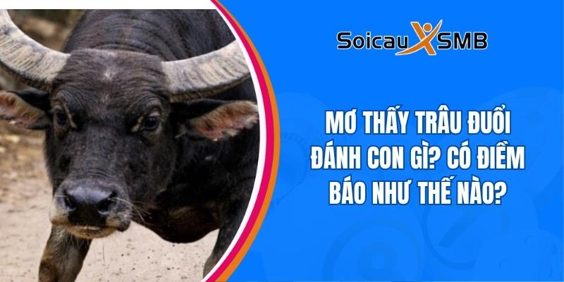 Mơ thấy trâu đuổi đánh con gì? Có điềm báo như thế nào?